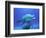 Bottlenose Dolphin-Stephen Frink-Framed Photographic Print