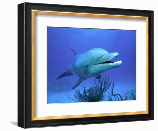 Bottlenose Dolphin-Stephen Frink-Framed Photographic Print