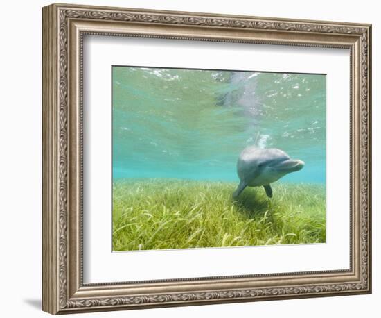 Bottlenose Dolphin-Stuart Westmorland-Framed Photographic Print