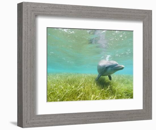 Bottlenose Dolphin-Stuart Westmorland-Framed Photographic Print