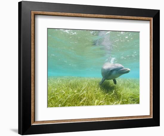 Bottlenose Dolphin-Stuart Westmorland-Framed Photographic Print