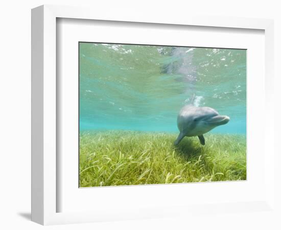 Bottlenose Dolphin-Stuart Westmorland-Framed Photographic Print