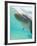 Bottlenose Dolphin-Stuart Westmorland-Framed Photographic Print