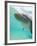 Bottlenose Dolphin-Stuart Westmorland-Framed Photographic Print