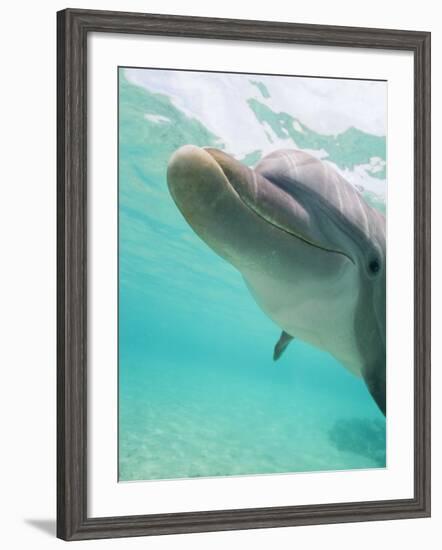 Bottlenose Dolphin-Stuart Westmorland-Framed Photographic Print