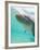 Bottlenose Dolphin-Stuart Westmorland-Framed Photographic Print