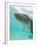 Bottlenose Dolphin-Stuart Westmorland-Framed Photographic Print