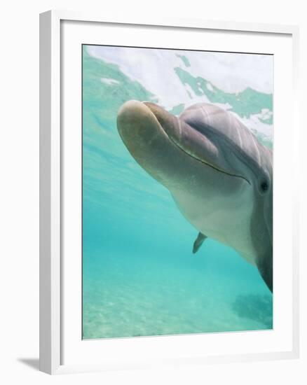 Bottlenose Dolphin-Stuart Westmorland-Framed Photographic Print