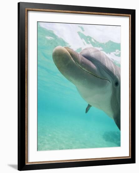 Bottlenose Dolphin-Stuart Westmorland-Framed Photographic Print