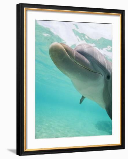 Bottlenose Dolphin-Stuart Westmorland-Framed Photographic Print