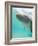 Bottlenose Dolphin-Stuart Westmorland-Framed Photographic Print