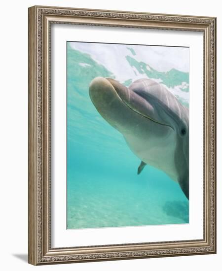 Bottlenose Dolphin-Stuart Westmorland-Framed Photographic Print