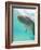 Bottlenose Dolphin-Stuart Westmorland-Framed Photographic Print