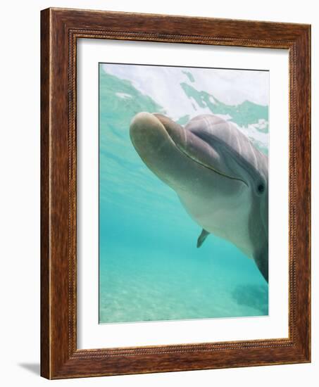 Bottlenose Dolphin-Stuart Westmorland-Framed Photographic Print