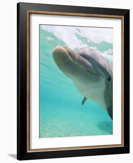 Bottlenose Dolphin-Stuart Westmorland-Framed Photographic Print