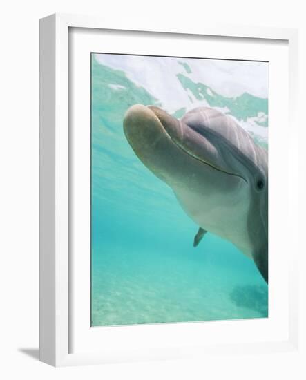 Bottlenose Dolphin-Stuart Westmorland-Framed Photographic Print