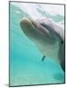 Bottlenose Dolphin-Stuart Westmorland-Mounted Photographic Print