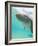 Bottlenose Dolphin-Stuart Westmorland-Framed Photographic Print