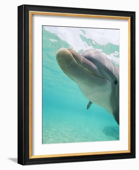 Bottlenose Dolphin-Stuart Westmorland-Framed Photographic Print