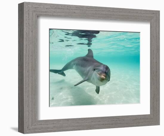 Bottlenose Dolphin-Stuart Westmorland-Framed Photographic Print