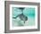 Bottlenose Dolphin-Stuart Westmorland-Framed Photographic Print