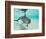 Bottlenose Dolphin-Stuart Westmorland-Framed Photographic Print