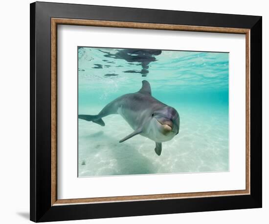 Bottlenose Dolphin-Stuart Westmorland-Framed Photographic Print