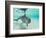 Bottlenose Dolphin-Stuart Westmorland-Framed Photographic Print