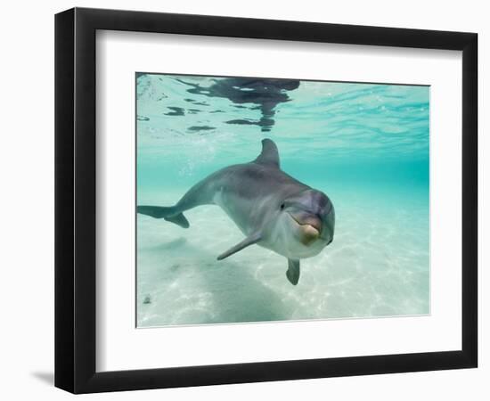 Bottlenose Dolphin-Stuart Westmorland-Framed Photographic Print