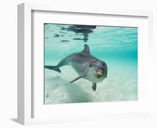 Bottlenose Dolphin-Stuart Westmorland-Framed Photographic Print