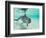 Bottlenose Dolphin-Stuart Westmorland-Framed Photographic Print