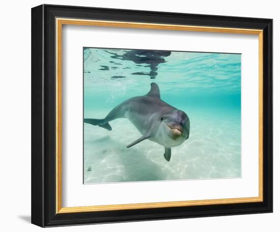 Bottlenose Dolphin-Stuart Westmorland-Framed Photographic Print