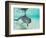 Bottlenose Dolphin-Stuart Westmorland-Framed Photographic Print