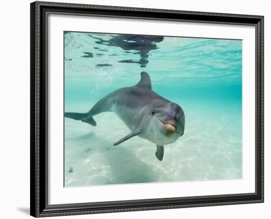 Bottlenose Dolphin-Stuart Westmorland-Framed Photographic Print