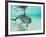 Bottlenose Dolphin-Stuart Westmorland-Framed Photographic Print