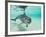 Bottlenose Dolphin-Stuart Westmorland-Framed Photographic Print