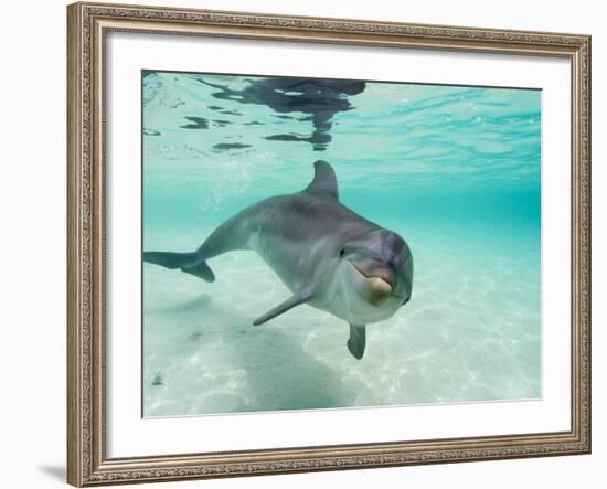 Bottlenose Dolphin-Stuart Westmorland-Framed Photographic Print