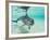 Bottlenose Dolphin-Stuart Westmorland-Framed Photographic Print