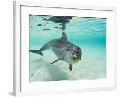 'Bottlenose Dolphin' Photographic Print - Stuart Westmorland | Art.com