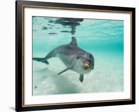 Bottlenose Dolphin-Stuart Westmorland-Framed Photographic Print