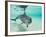 Bottlenose Dolphin-Stuart Westmorland-Framed Photographic Print