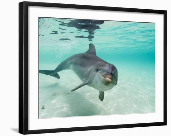 Bottlenose Dolphin-Stuart Westmorland-Framed Photographic Print