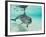 Bottlenose Dolphin-Stuart Westmorland-Framed Photographic Print