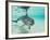 Bottlenose Dolphin-Stuart Westmorland-Framed Photographic Print