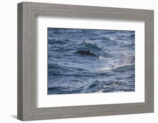 Bottlenose Dolphin-DLILLC-Framed Photographic Print