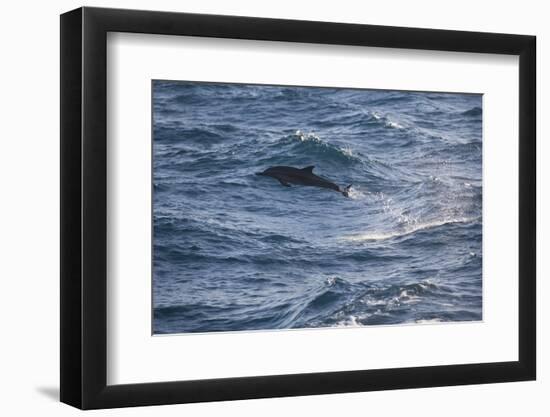 Bottlenose Dolphin-DLILLC-Framed Photographic Print