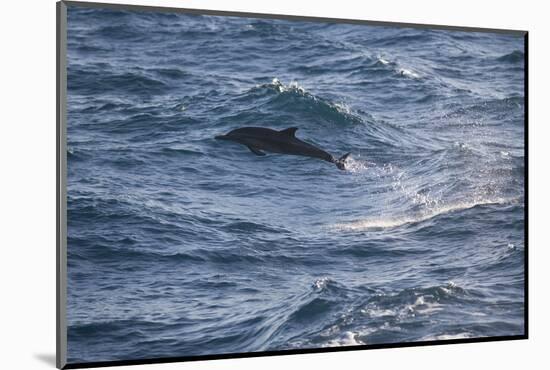 Bottlenose Dolphin-DLILLC-Mounted Photographic Print