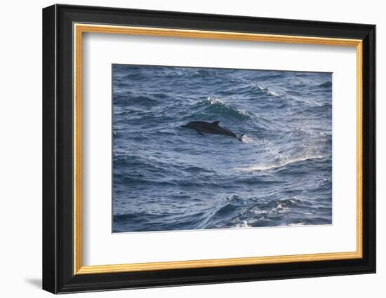 Bottlenose Dolphin-DLILLC-Framed Photographic Print