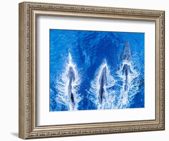 Bottlenose dolphins. Baja California, Sea of Cortez, Mexico.-Tom Norring-Framed Photographic Print