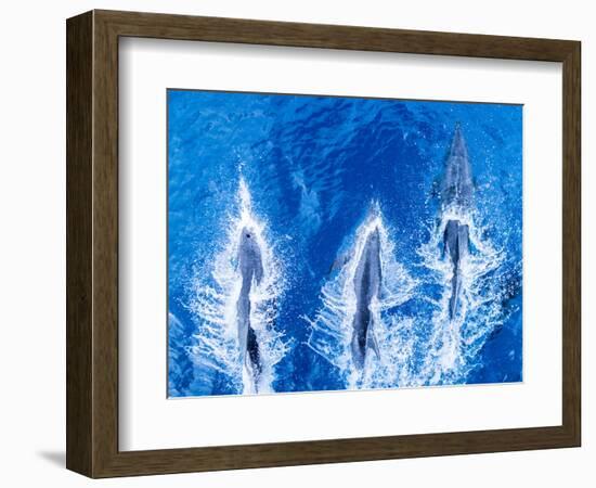 Bottlenose dolphins. Baja California, Sea of Cortez, Mexico.-Tom Norring-Framed Photographic Print